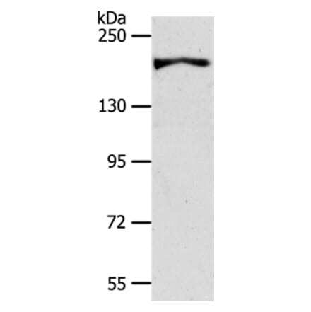 AKAP12 Antibody from Signalway Antibody (37255) - Antibodies.com