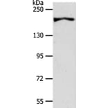 AKAP12 Antibody from Signalway Antibody (37255) - Antibodies.com