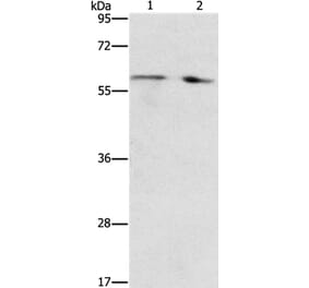 STEAP4 Antibody from Signalway Antibody (37261) - Antibodies.com