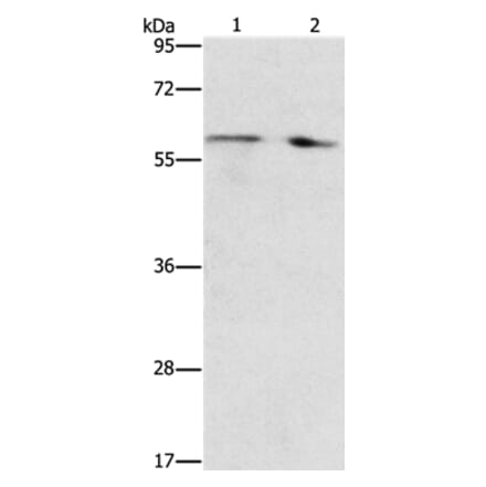 STEAP4 Antibody from Signalway Antibody (37261) - Antibodies.com