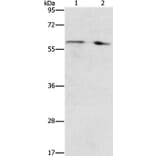 STEAP4 Antibody from Signalway Antibody (37261) - Antibodies.com