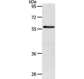 VANGL2 Antibody from Signalway Antibody (37300) - Antibodies.com