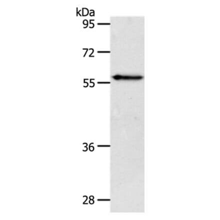 VANGL2 Antibody from Signalway Antibody (37300) - Antibodies.com
