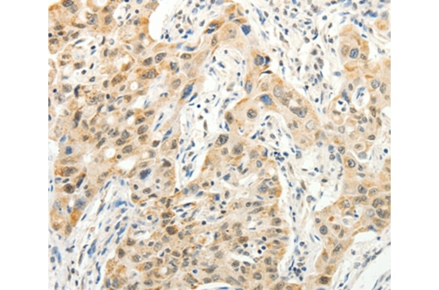 Immunohistochemistry - VANGL2 Antibody from Signalway Antibody (37300) - Antibodies.com