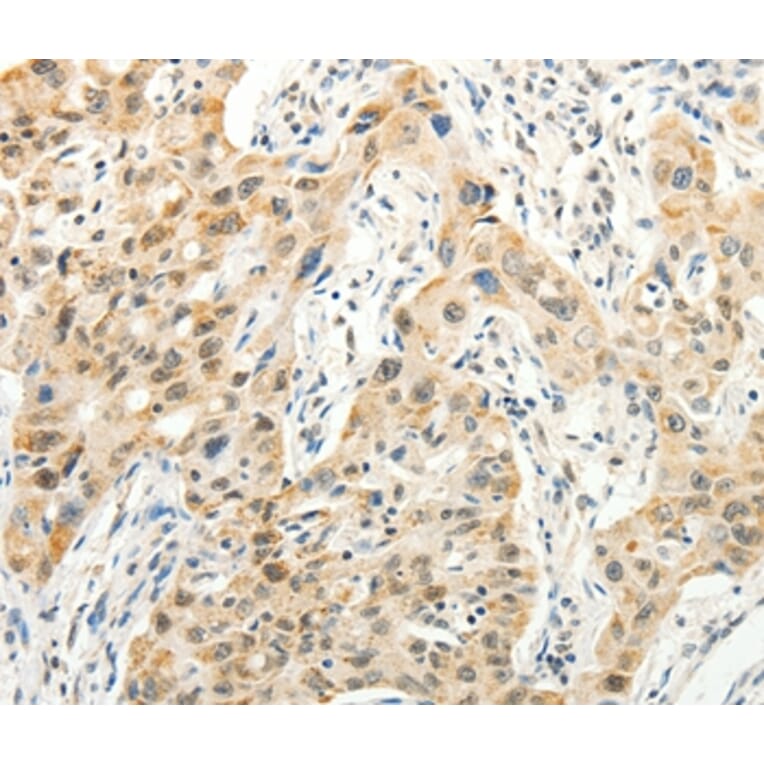 Immunohistochemistry - VANGL2 Antibody from Signalway Antibody (37300) - Antibodies.com