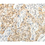 Immunohistochemistry - VANGL2 Antibody from Signalway Antibody (37300) - Antibodies.com