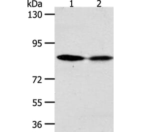 ADAM11 Antibody from Signalway Antibody (37308) - Antibodies.com