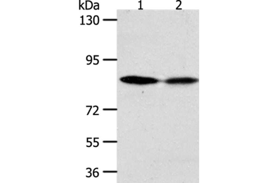 ADAM11 Antibody from Signalway Antibody (37308) - Antibodies.com