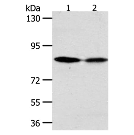 ADAM11 Antibody from Signalway Antibody (37308) - Antibodies.com