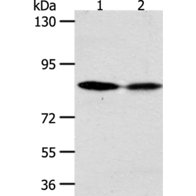 ADAM11 Antibody from Signalway Antibody (37308) - Antibodies.com