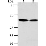 ADAM11 Antibody from Signalway Antibody (37308) - Antibodies.com