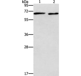 ADRA1A Antibody from Signalway Antibody (37328) - Antibodies.com