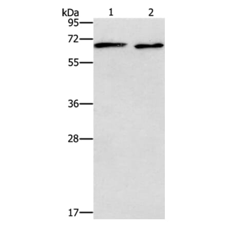 ADRA1A Antibody from Signalway Antibody (37328) - Antibodies.com