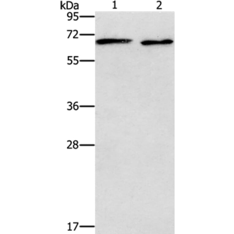 ADRA1A Antibody from Signalway Antibody (37328) - Antibodies.com