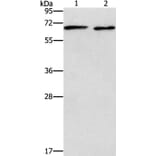 ADRA1A Antibody from Signalway Antibody (37328) - Antibodies.com
