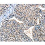 Immunohistochemistry - ADRA1A Antibody from Signalway Antibody (37328) - Antibodies.com