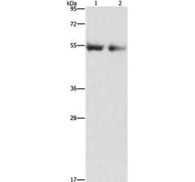 ANGPT4 Antibody from Signalway Antibody (37331) - Antibodies.com