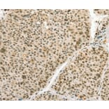 Immunohistochemistry - ANGPT4 Antibody from Signalway Antibody (37331) - Antibodies.com