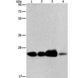 ARFRP1 Antibody from Signalway Antibody (37350) - Antibodies.com