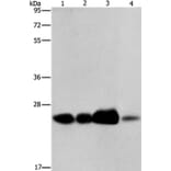 ARFRP1 Antibody from Signalway Antibody (37350) - Antibodies.com