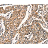 Immunohistochemistry - ARFRP1 Antibody from Signalway Antibody (37350) - Antibodies.com