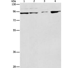 PIK3R2 Antibody from Signalway Antibody (37372) - Antibodies.com