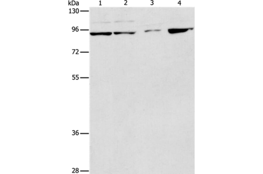PIK3R2 Antibody from Signalway Antibody (37372) - Antibodies.com