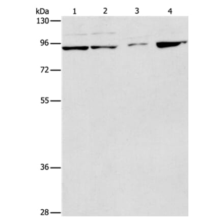 PIK3R2 Antibody from Signalway Antibody (37372) - Antibodies.com