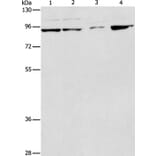 PIK3R2 Antibody from Signalway Antibody (37372) - Antibodies.com
