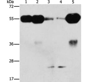 PIK3R3 Antibody from Signalway Antibody (37373) - Antibodies.com