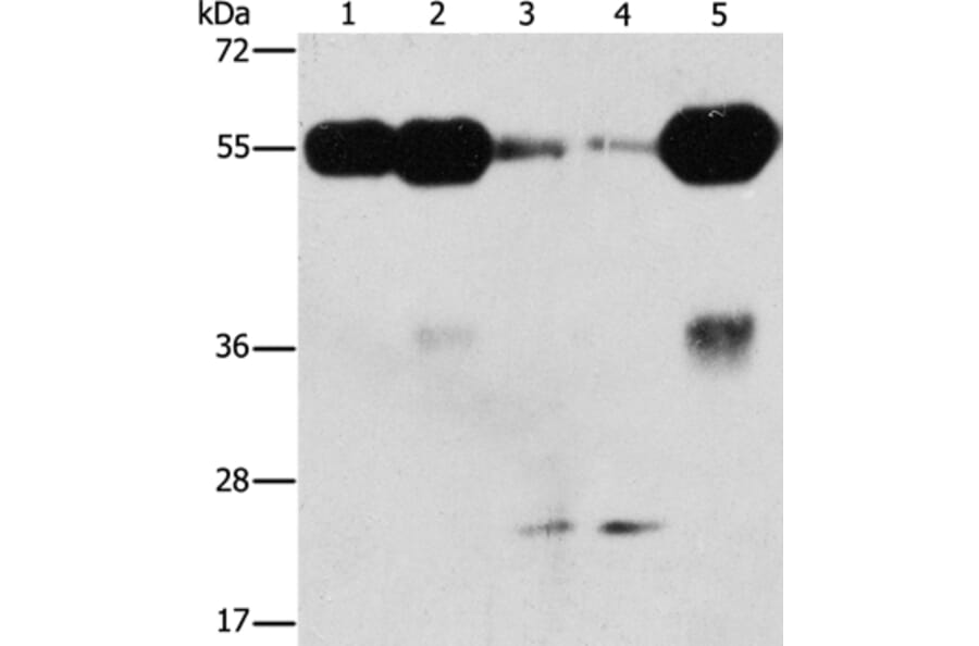 PIK3R3 Antibody from Signalway Antibody (37373) - Antibodies.com