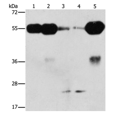 PIK3R3 Antibody from Signalway Antibody (37373) - Antibodies.com