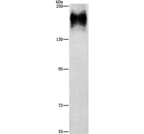 ATP7A Antibody from Signalway Antibody (37432) - Antibodies.com