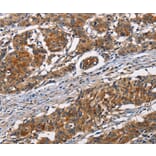 Immunohistochemistry - ATP7A Antibody from Signalway Antibody (37432) - Antibodies.com