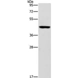 B3GAT1 Antibody from Signalway Antibody (37477) - Antibodies.com