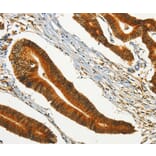 Immunohistochemistry - CHRDL2 Antibody from Signalway Antibody (37486) - Antibodies.com
