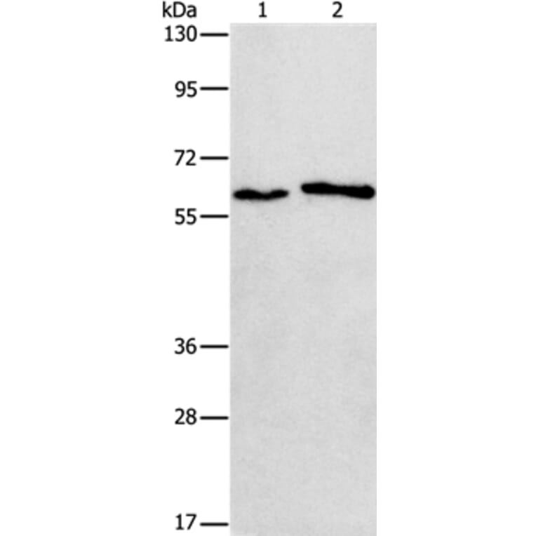 CHRNA2 Antibody from Signalway Antibody (37487) - Antibodies.com