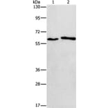 CHRNA2 Antibody from Signalway Antibody (37487) - Antibodies.com