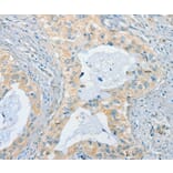 Immunohistochemistry - CHRNA2 Antibody from Signalway Antibody (37487) - Antibodies.com