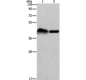 CRELD1 Antibody from Signalway Antibody (37502) - Antibodies.com