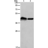 CRELD1 Antibody from Signalway Antibody (37502) - Antibodies.com