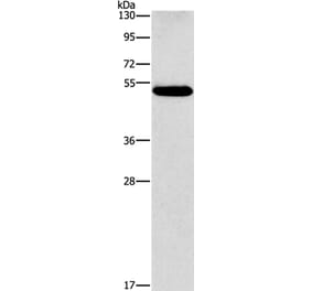 CALCRL Antibody from Signalway Antibody (37509) - Antibodies.com