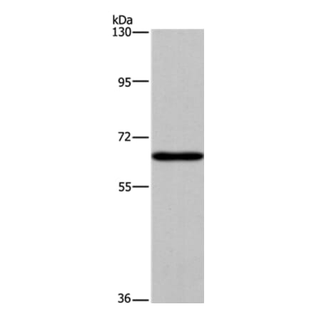 SLC6A1 Antibody from Signalway Antibody (37581) - Antibodies.com