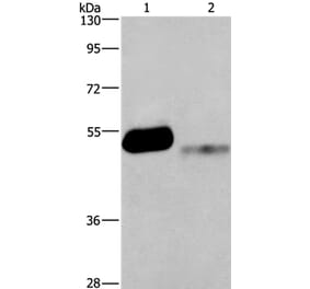 GABRA1 Antibody from Signalway Antibody (37583) - Antibodies.com