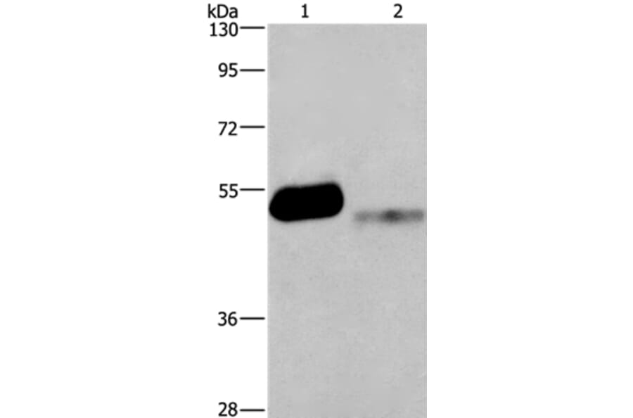 GABRA1 Antibody from Signalway Antibody (37583) - Antibodies.com