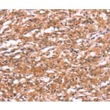 Immunohistochemistry - GABRA1 Antibody from Signalway Antibody (37583) - Antibodies.com