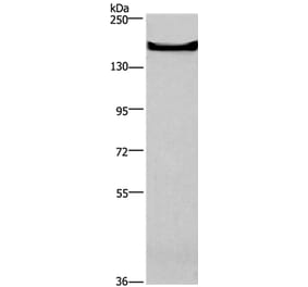 GPR124 Antibody from Signalway Antibody (37603) - Antibodies.com