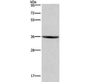 GPR171 Antibody from Signalway Antibody (37604) - Antibodies.com