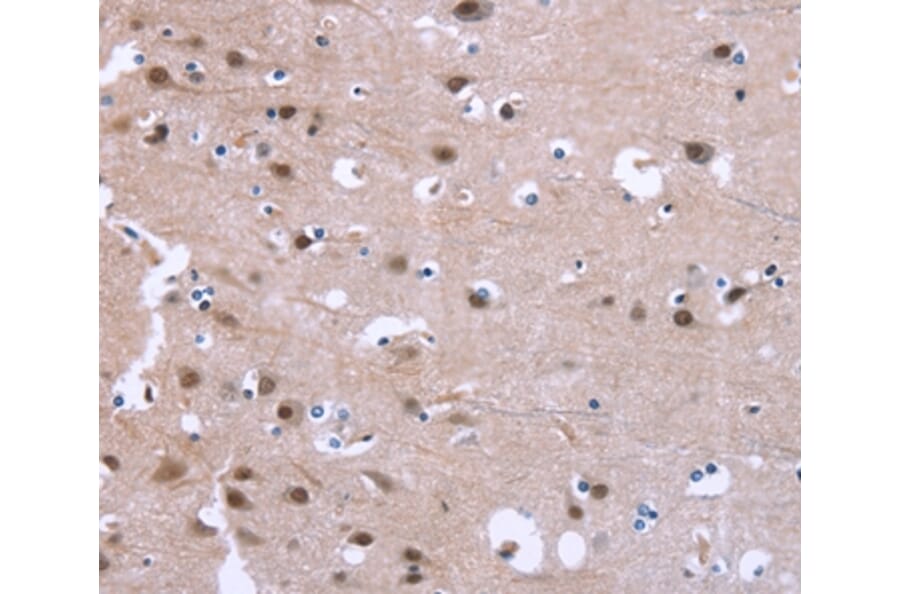 Immunohistochemistry - GPR171 Antibody from Signalway Antibody (37604) - Antibodies.com