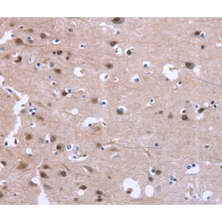 Immunohistochemistry - GPR171 Antibody from Signalway Antibody (37604) - Antibodies.com
